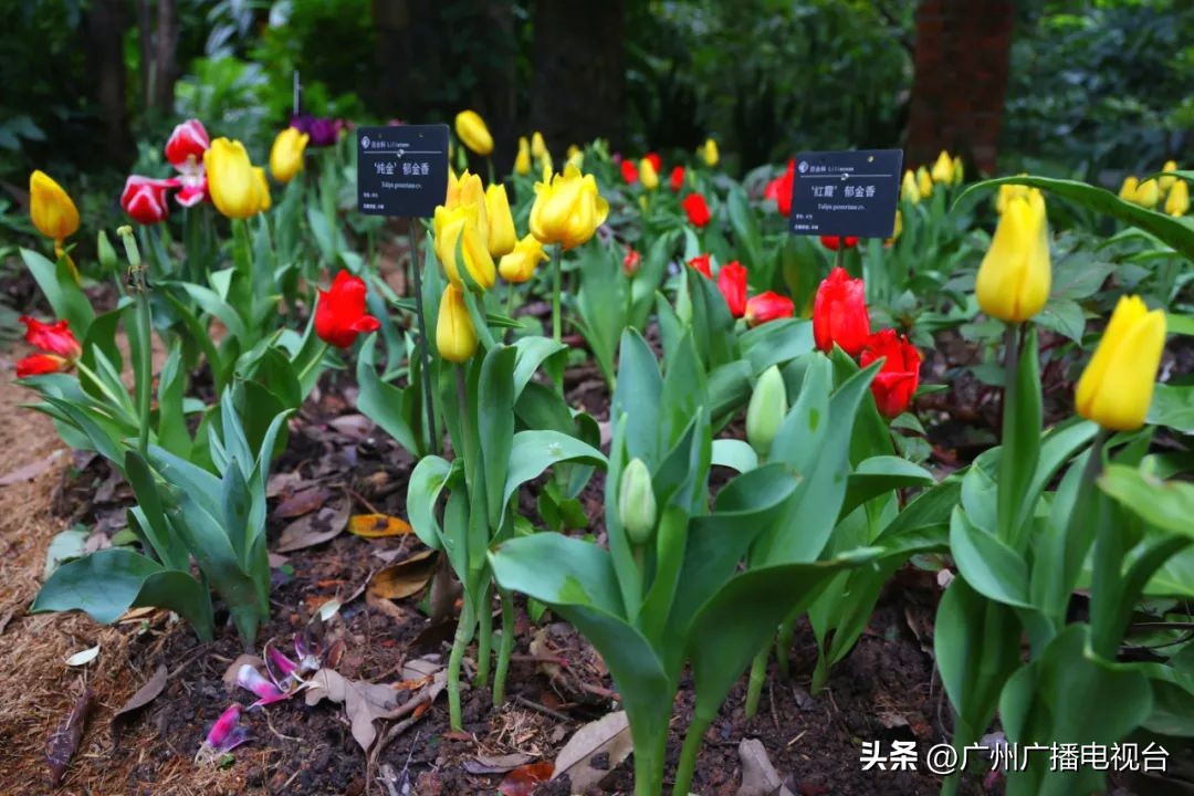 2023年全国兰花展预告,世界上最好看的兰花展