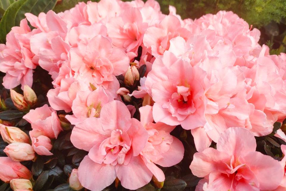 养花酸性土ph值是多少,养花土壤加酸