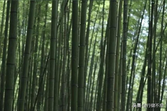 竹解心虚即我师:十二首著名的诗词,展现大诗人们的翠竹情怀