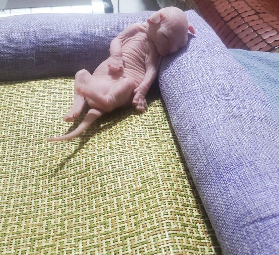 伴侣猫推荐,无毛猫斯芬克斯好不好