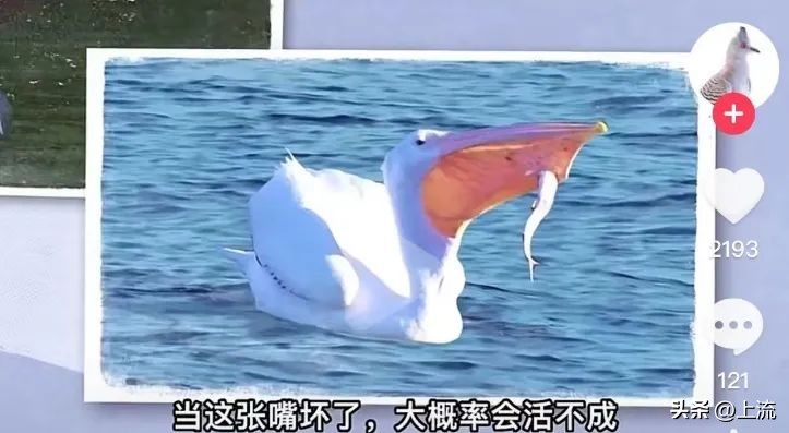 男孩景区遭鹈鹕灌顶,男孩被醍醐灌顶在什么景区