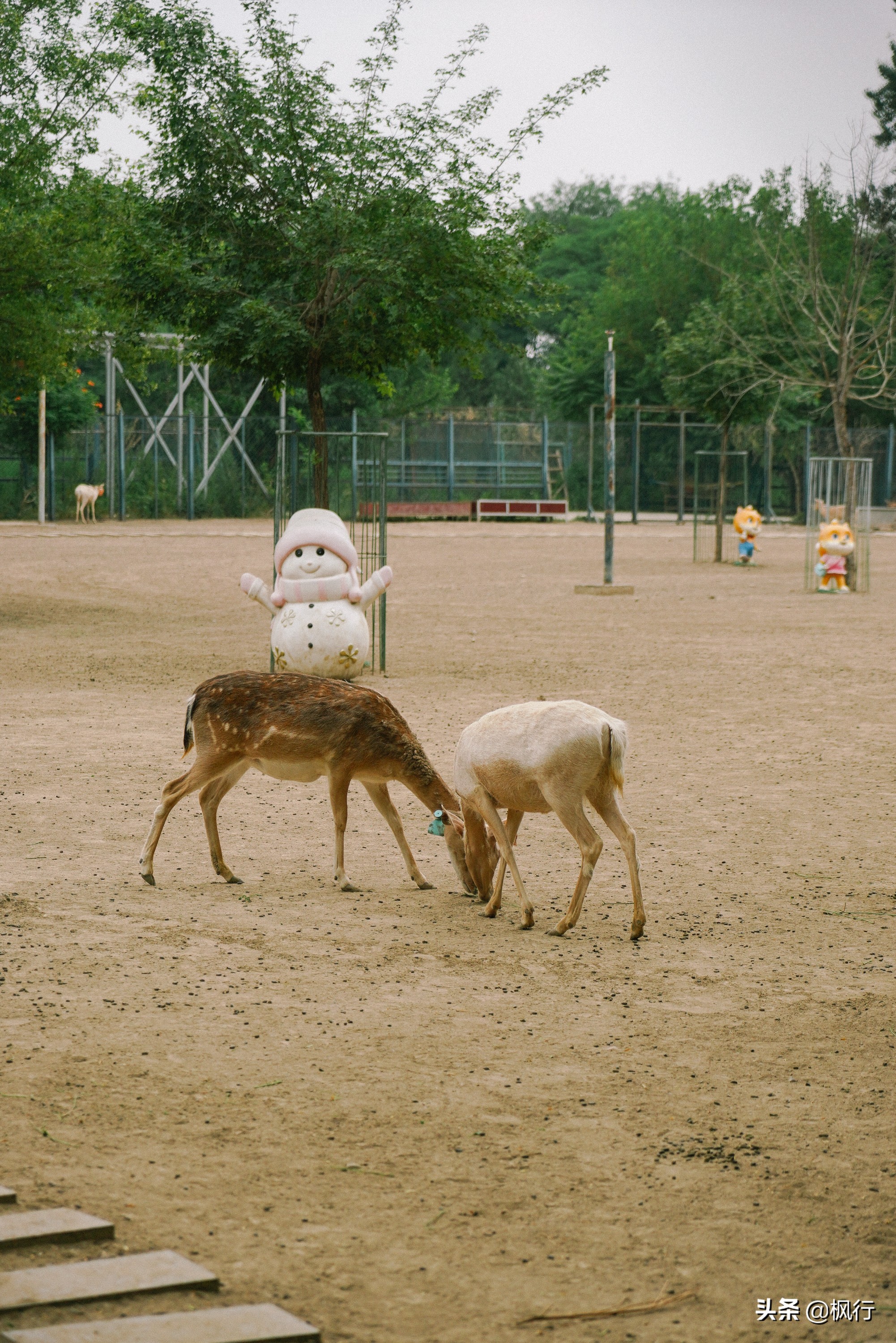 南海公园奈良小麋鹿,奈良小鹿公园麋鹿