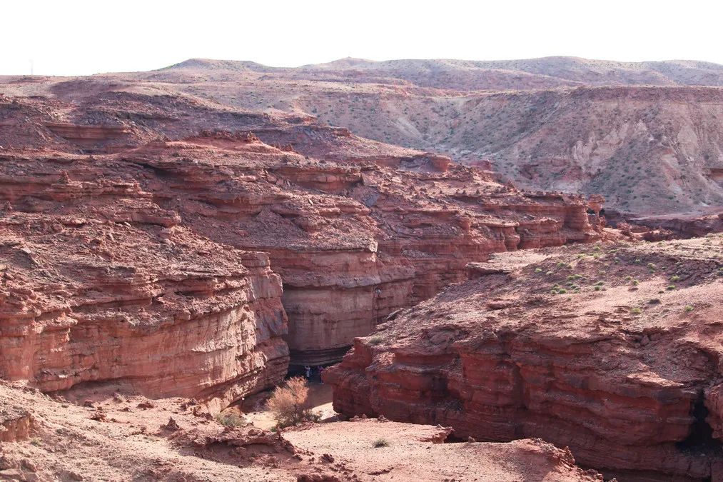全世界仅存三处！一年只美21天！这场“黄金盛宴”，只因它而起