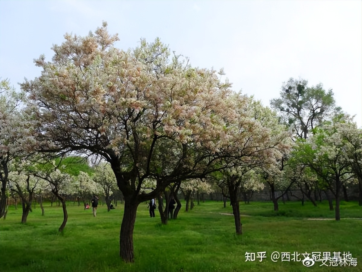 庭院里能种文冠果树吗,文冠果树苗木基地