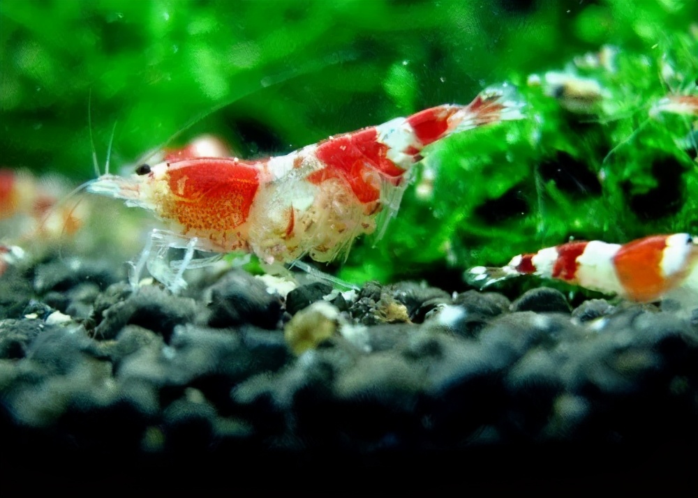 水晶虾养殖技巧和秘诀,菲律宾水晶虾怎么养殖的