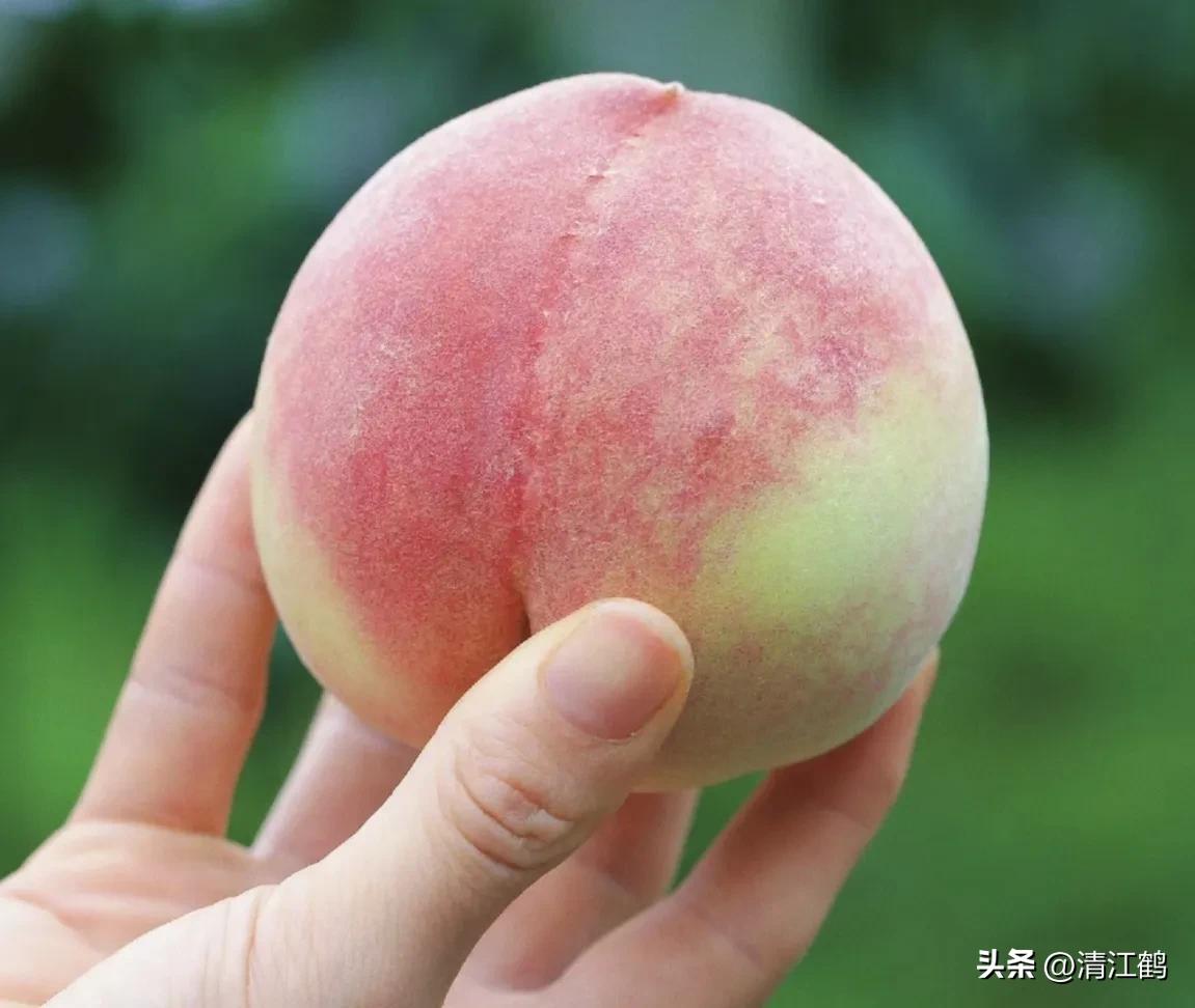 冬桃裂果是什么原因,冬桃烂心咋回事