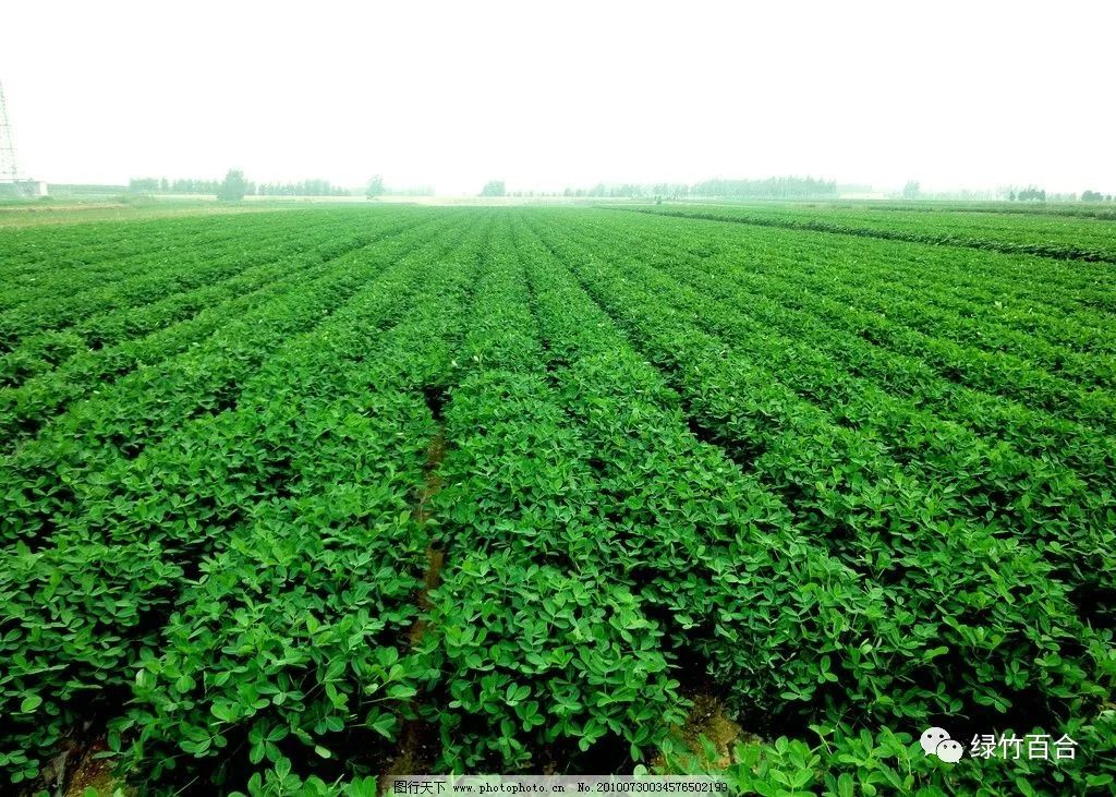 落花生课文,落花生的女儿