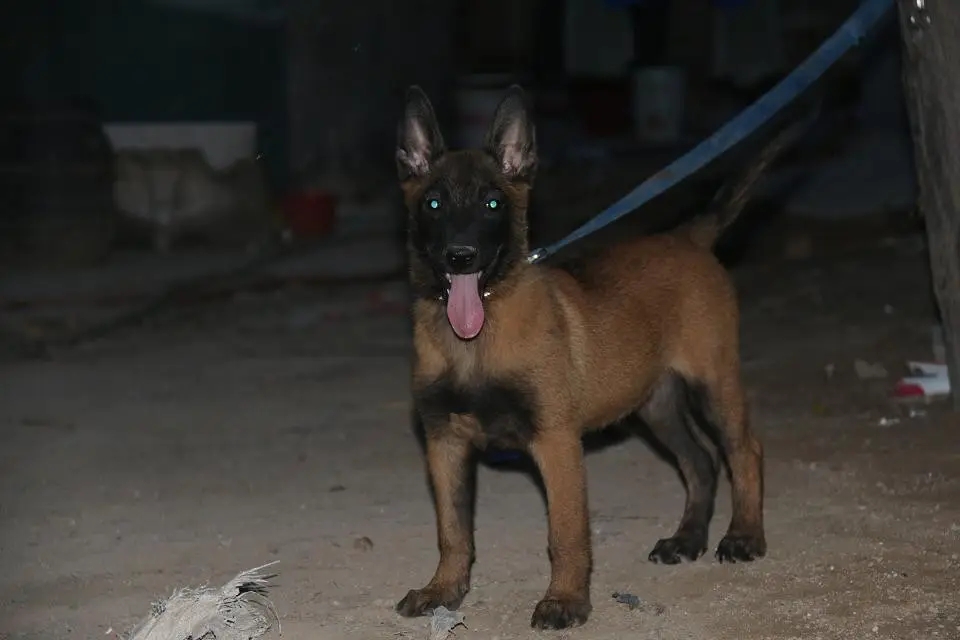 雪纳瑞和猫相处,雪纳瑞能和狸花猫一起养吗