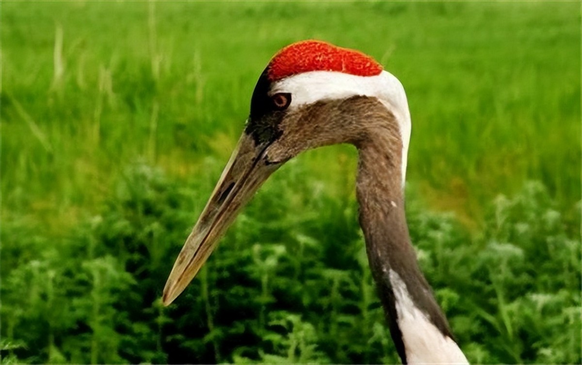 为什么剧毒鹤顶红没有了,鹤顶红为何被称为剧毒之王