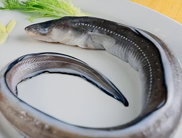 鳗鱼是一种神奇的生物,鳗鱼神奇物种