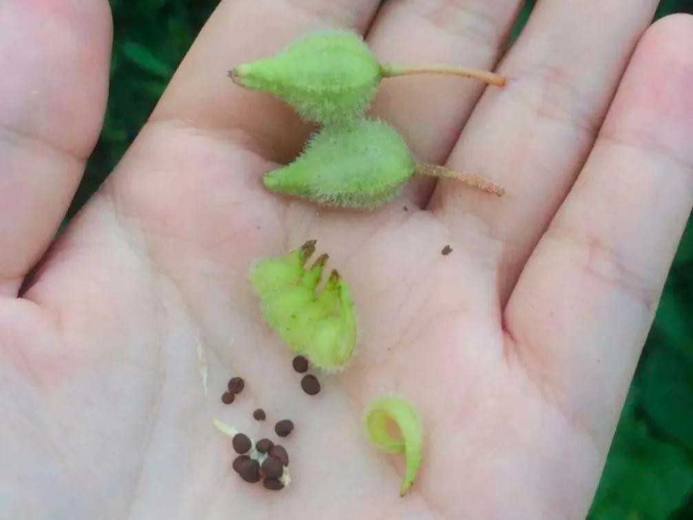 姿态优美奇异，这朵“赛凤凰”的花带给童年的三大乐趣，你有过吗