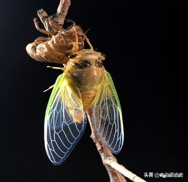 童年的记忆抓知了,体验儿时抓知了