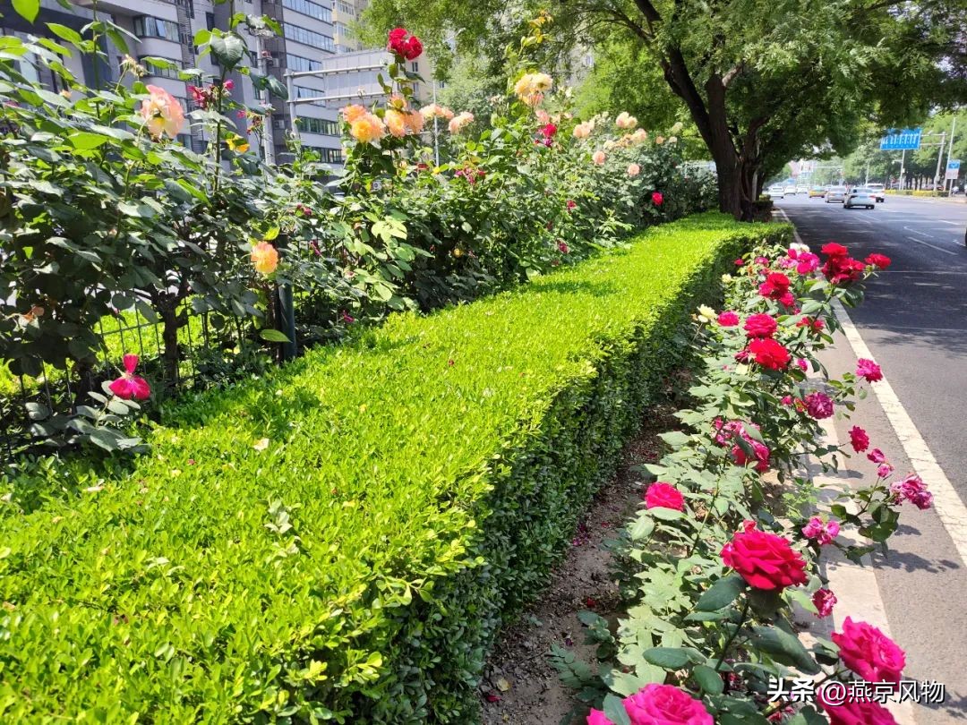 又到一年花开时下半句,又到一年花开时朗诵