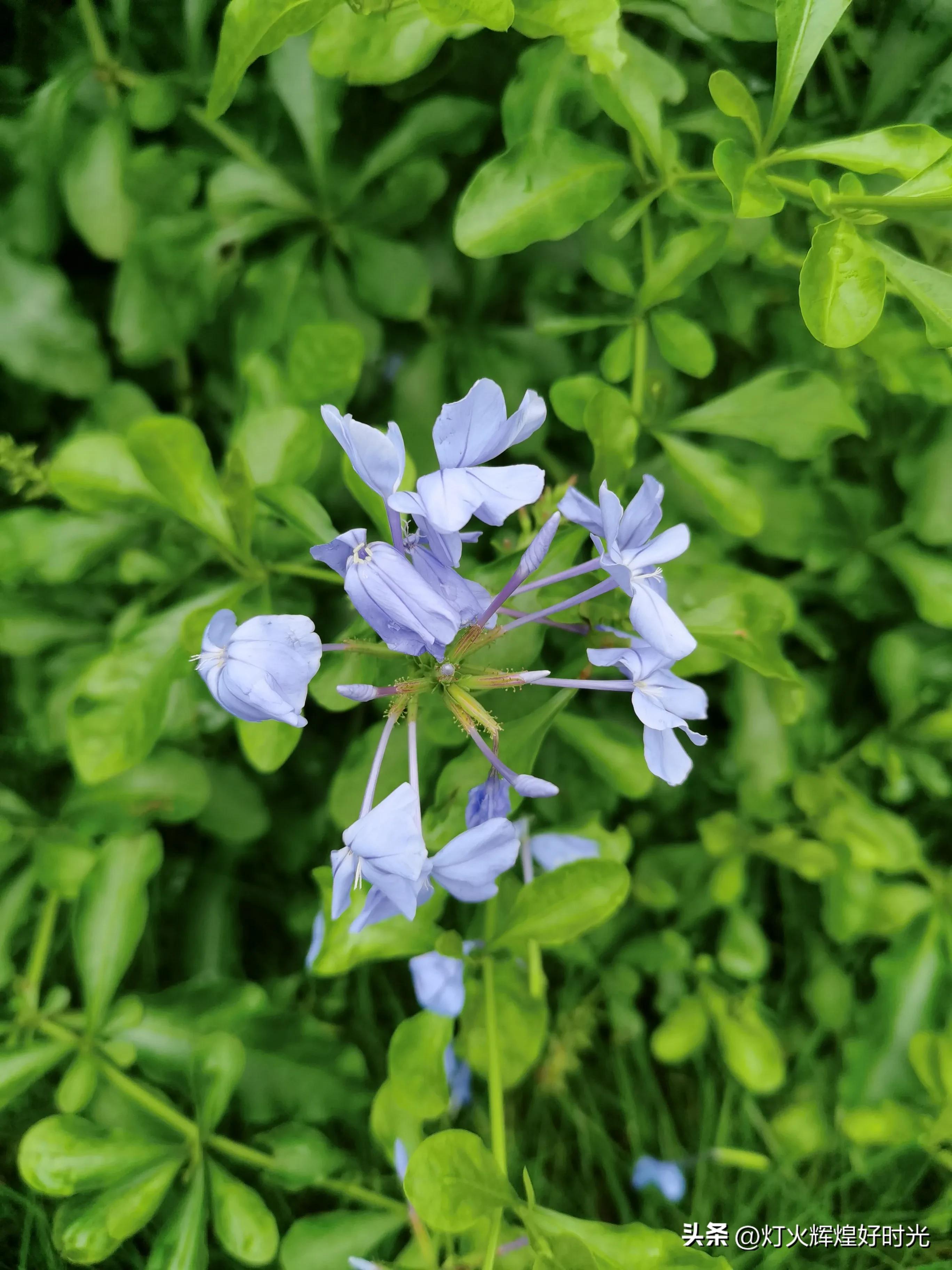 夏日掠影,雨天花开,人见人爱