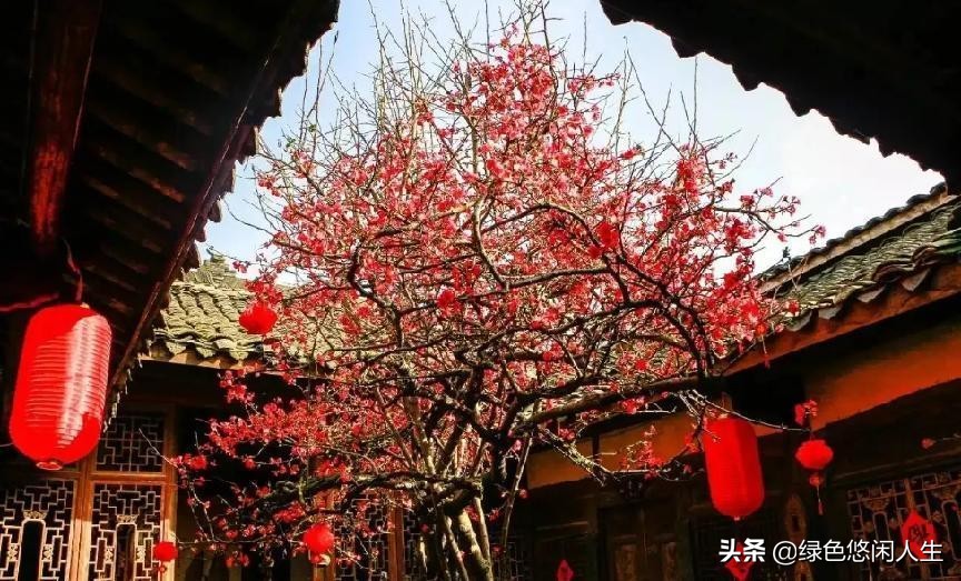 玉堂春富贵指哪些花,玉堂锦绣富贵春寓意