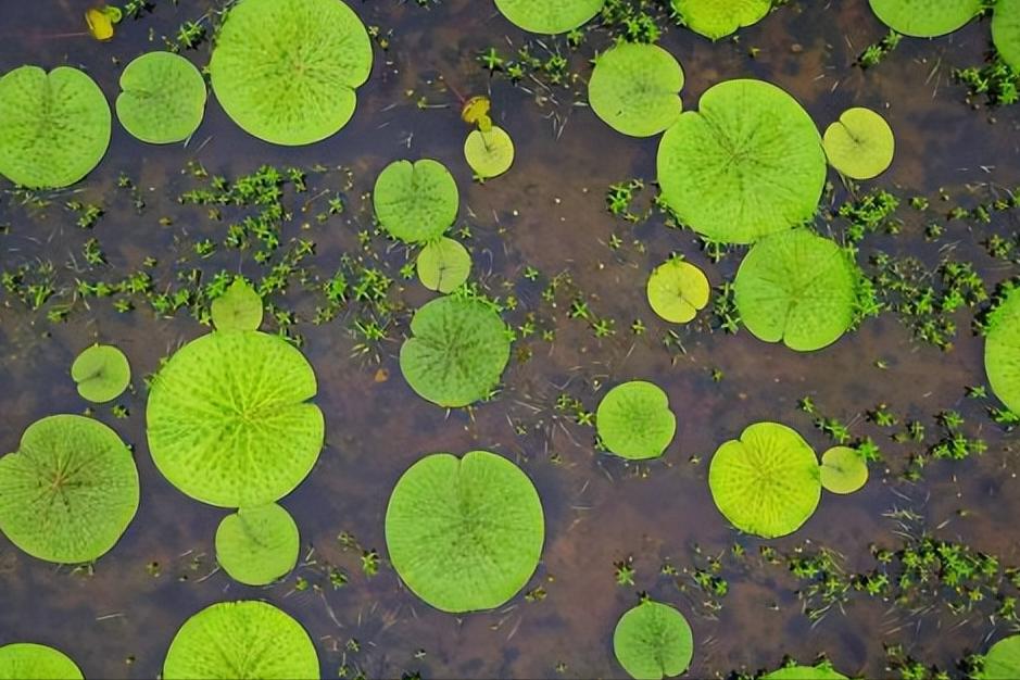 70句唯美荷花诗词,关于荷花的绝美诗句