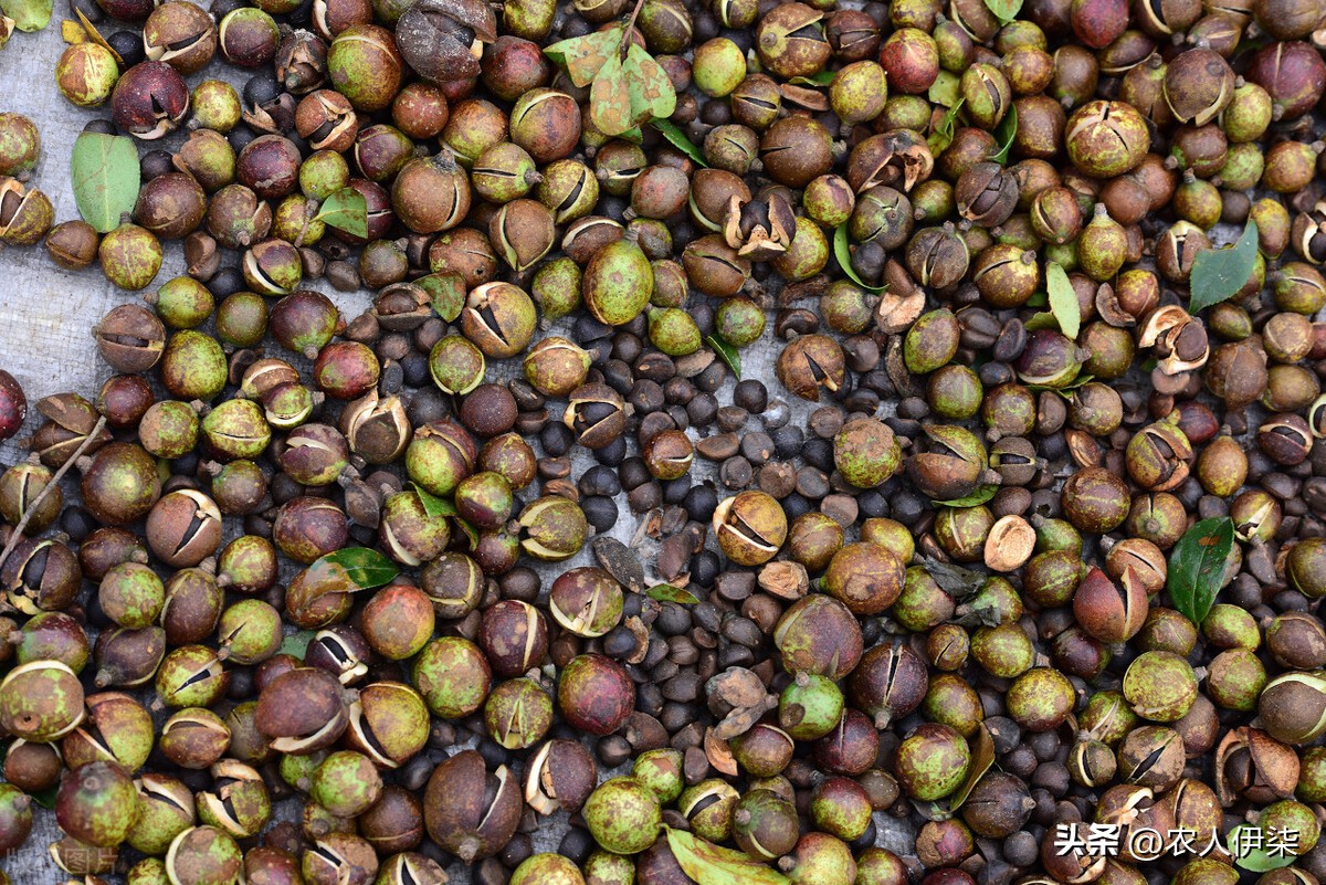 10元1斤的纯山茶油靠谱吗,正宗的茶油有多少钱1斤