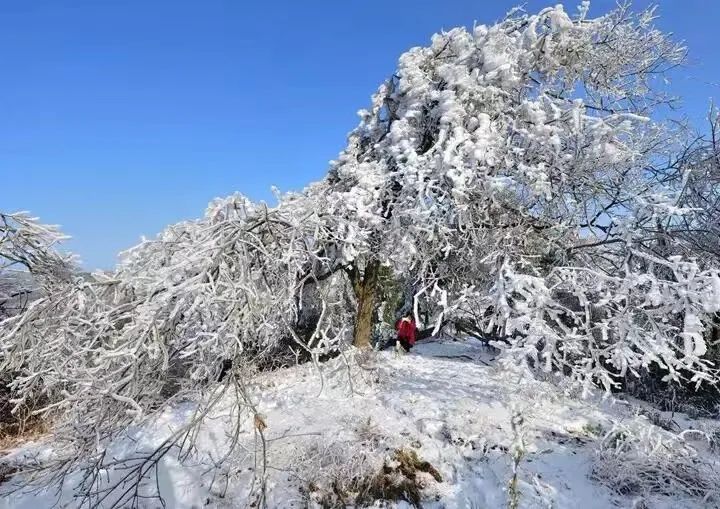 想看北国风光？不用去东北，看广元的林海雪原，邂逅一场冰瀑奇缘