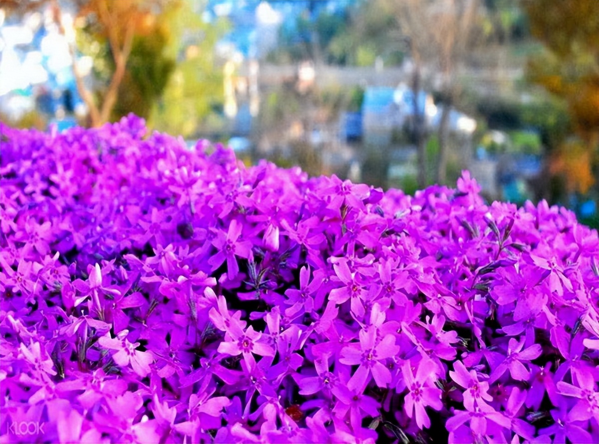 常觅春归不知处花田此地得逢君：栖云田园小镇·花间集