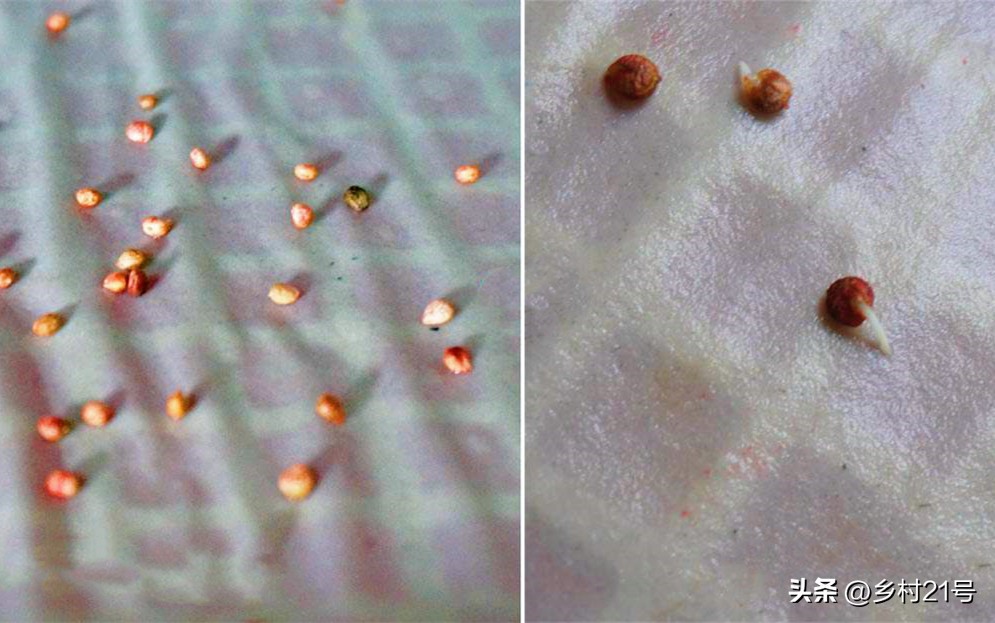 菠菜刚发芽不长怎么办,菠菜发芽太慢了四五天了都没动静