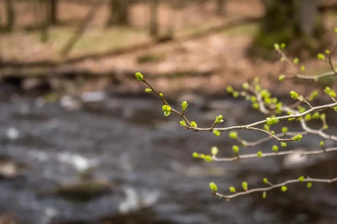 描写春分的古诗名句大全,十首春分诗词带你览尽美好春光