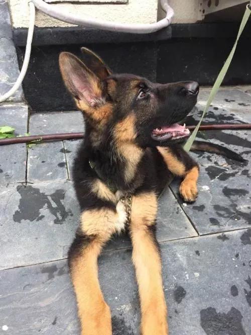 军犬是怎么选拔的,军犬怎样繁育