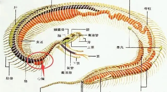 大蟒蛇攻击人视频,蟒蛇为什么不像小蛇一样攻击人