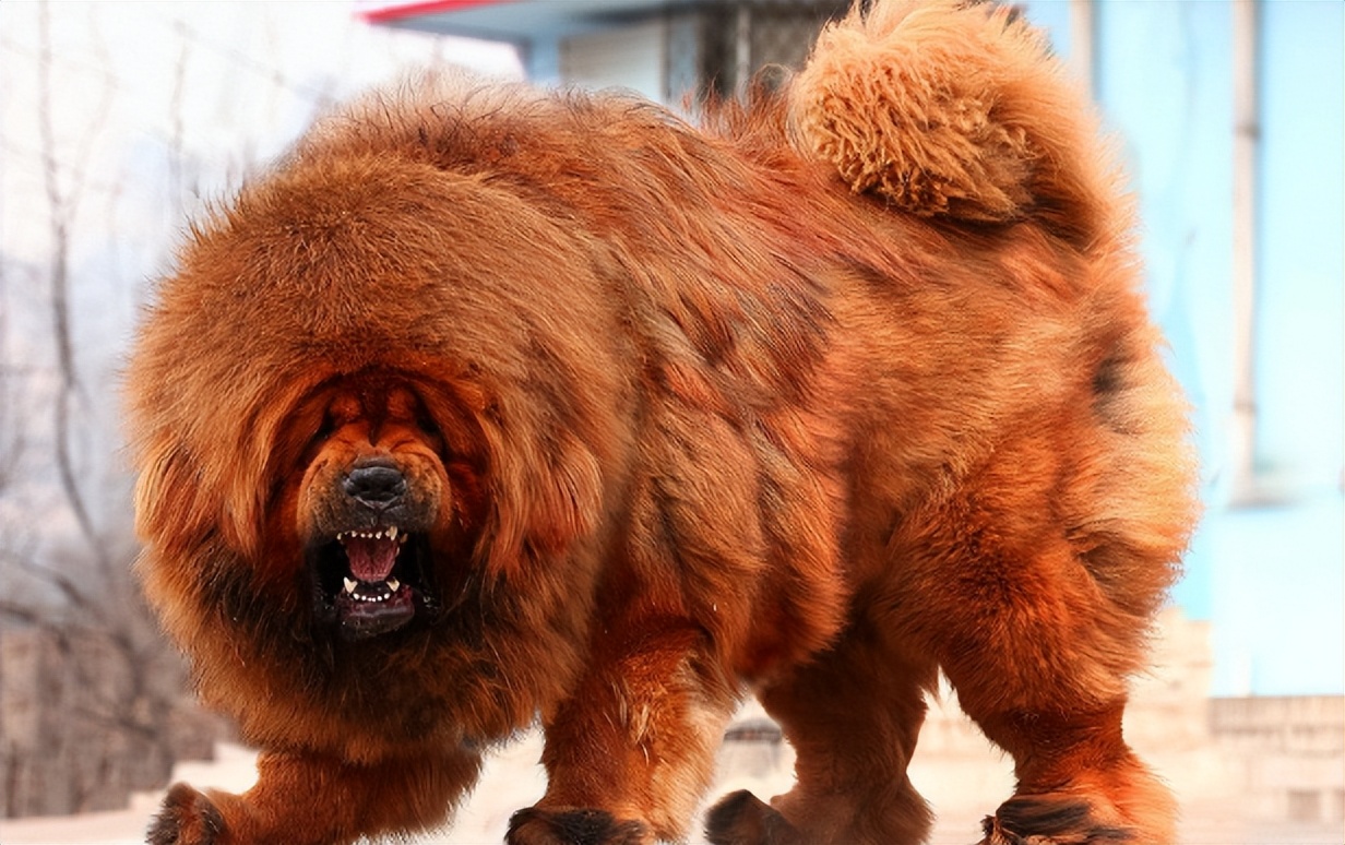 男子救助藏獒,男子收养一只流浪藏獒