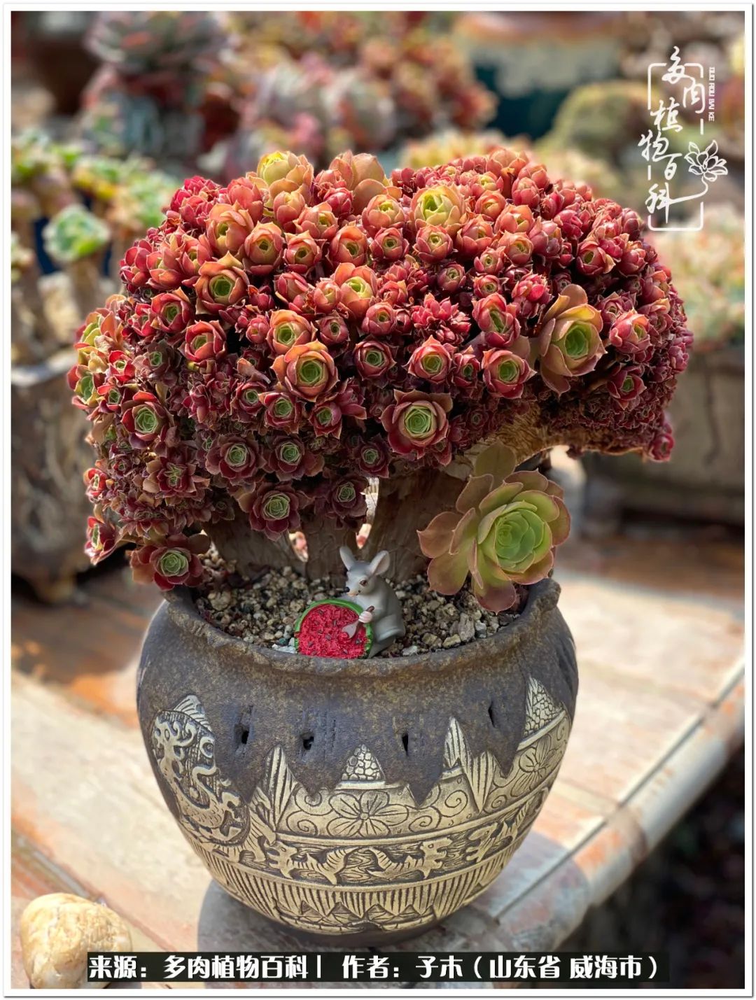 法师多肉成长史,法师多肉新手教程