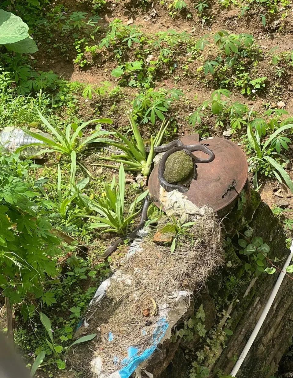 滑鼠蛇厉害还是眼镜蛇厉害,农田判断眼镜蛇的方法