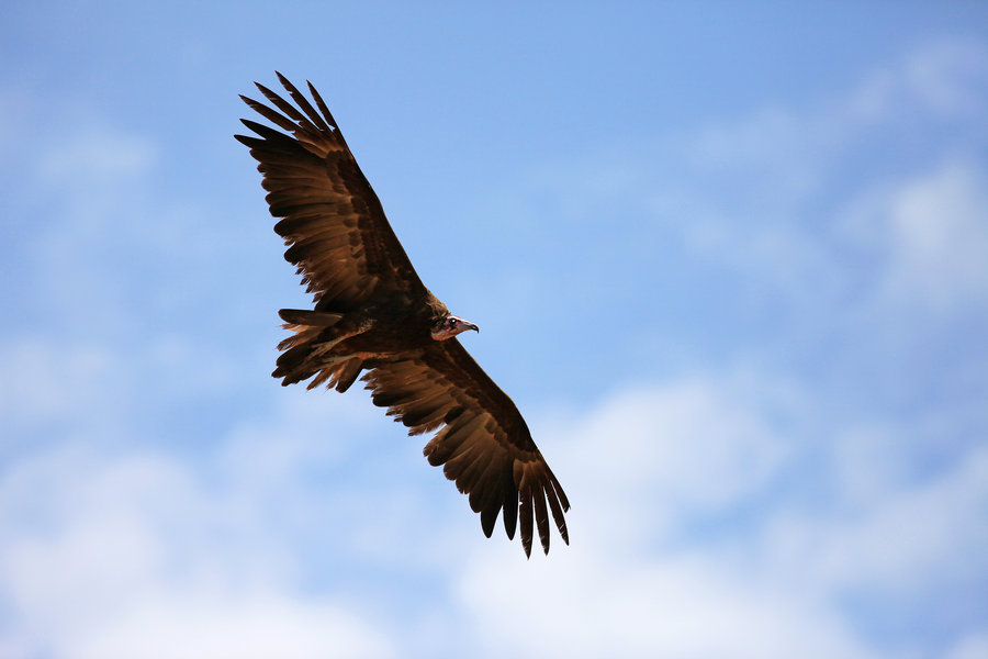 人死火化是浪费资源？动物死了进入生态循环，人类却打破自然规律