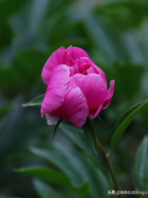 莫生气口诀,莫生气