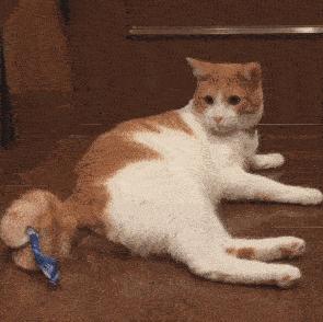 哪种猫招财好养活,哪种猫最招财又好养