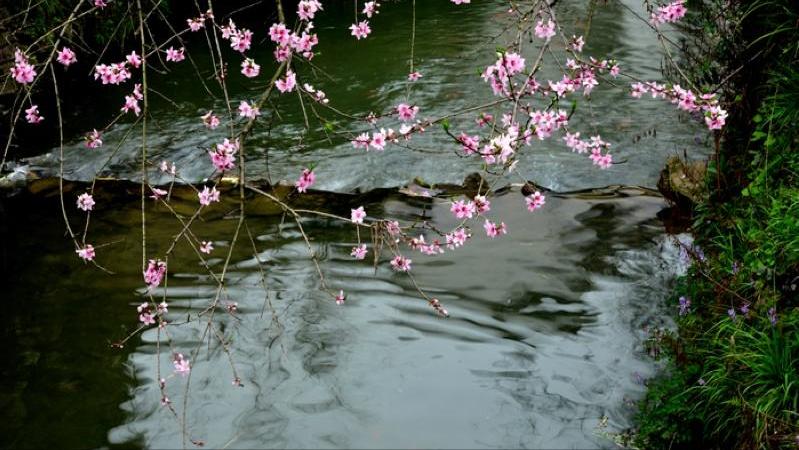 8首浪漫桃花诗词,三十六首经典桃花诗词