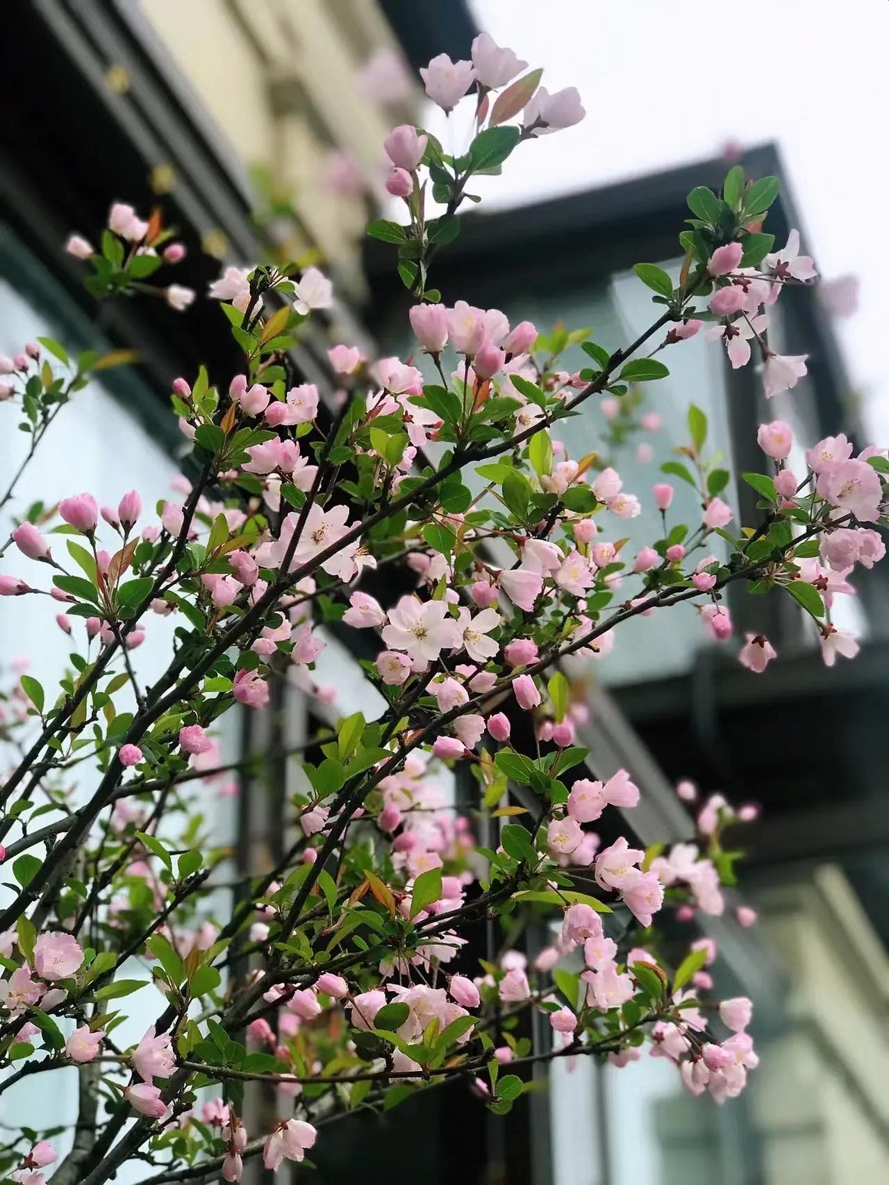 庭院种8棵树风水寓意,8种院子树