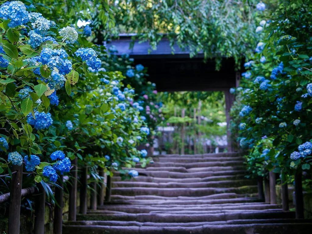 绣球花期一般多久,绣球花期后什么时候修剪