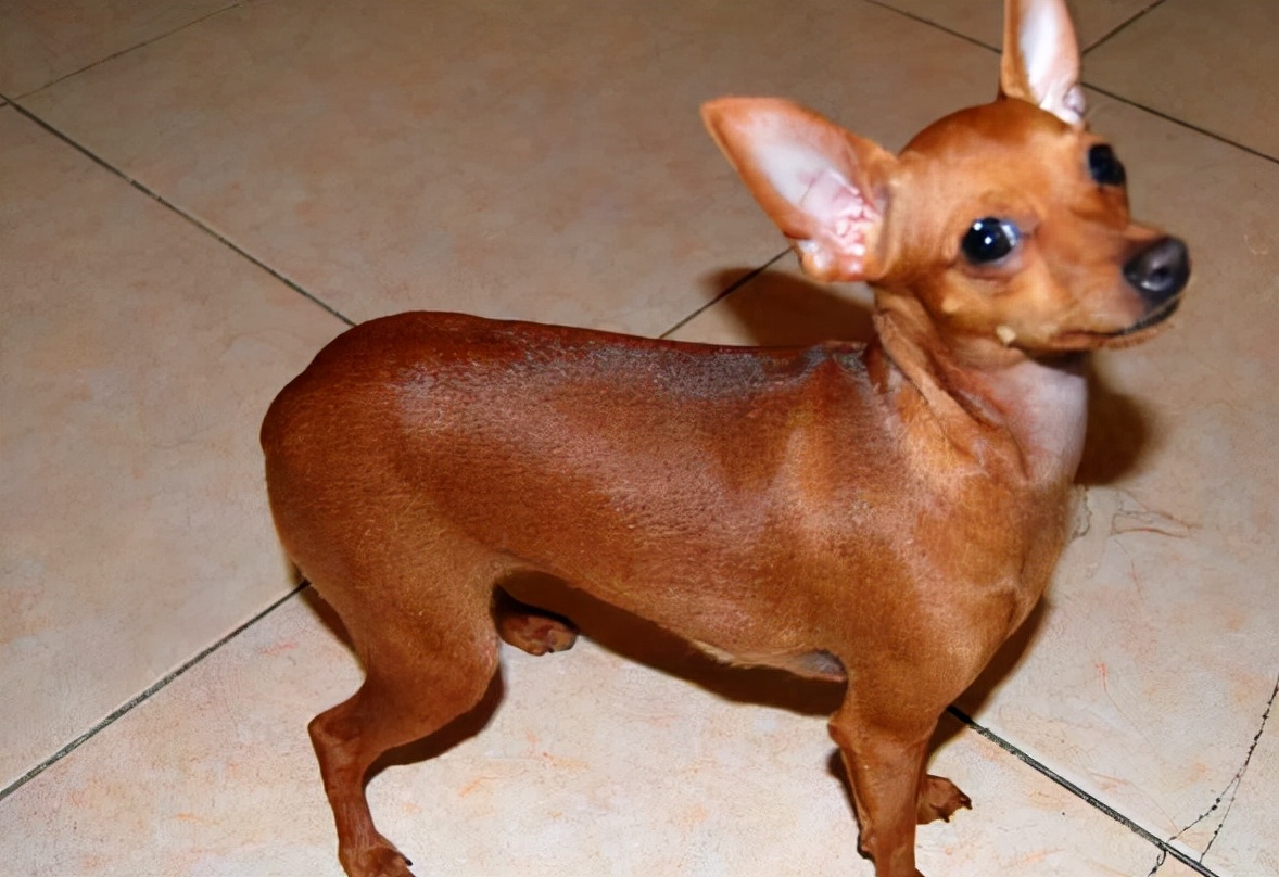 小鹿犬吃什么驱虫药,小鹿犬很调皮怎么办