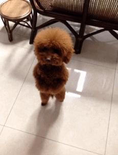 建议新手省钱养的10种狗,建议穷人新手养的10种狗