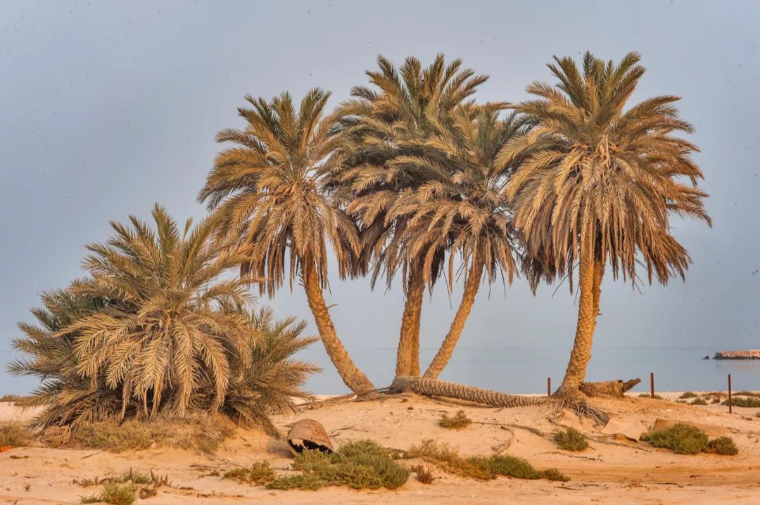 世界杯冷知识大全集,世界杯举办国卡塔尔的冷知识