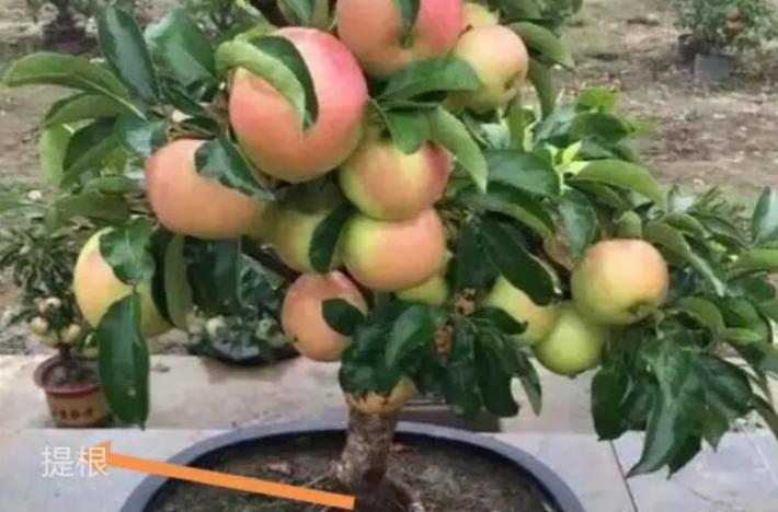 矮化苹果盆景种在家里能结果吗,苹果盆景矮化栽培