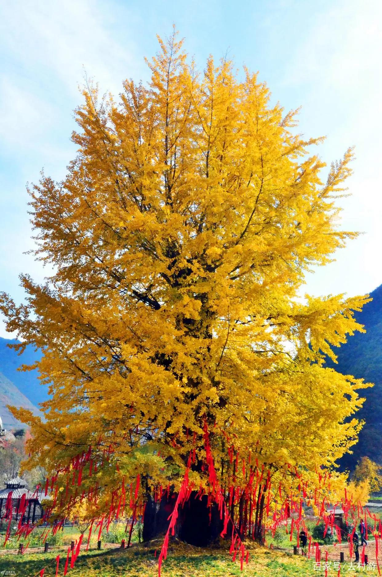 汉中最美行道树,植树节种树真实图片