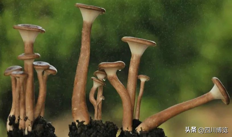 德阳年货展销会,年货展销会德阳