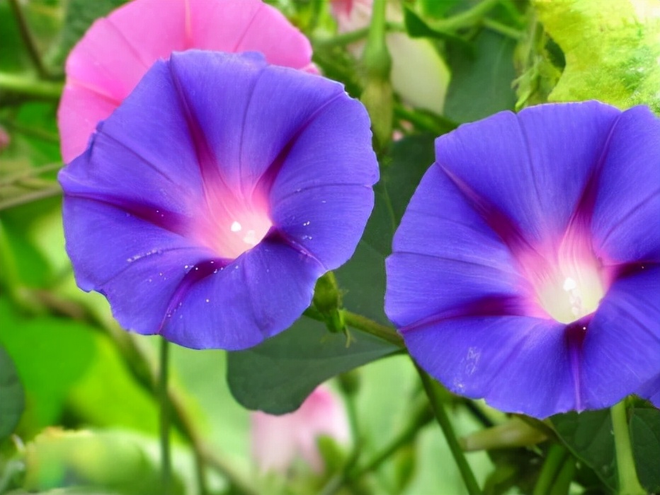 百种鲜花图片欣赏,十种最美丽的鲜花