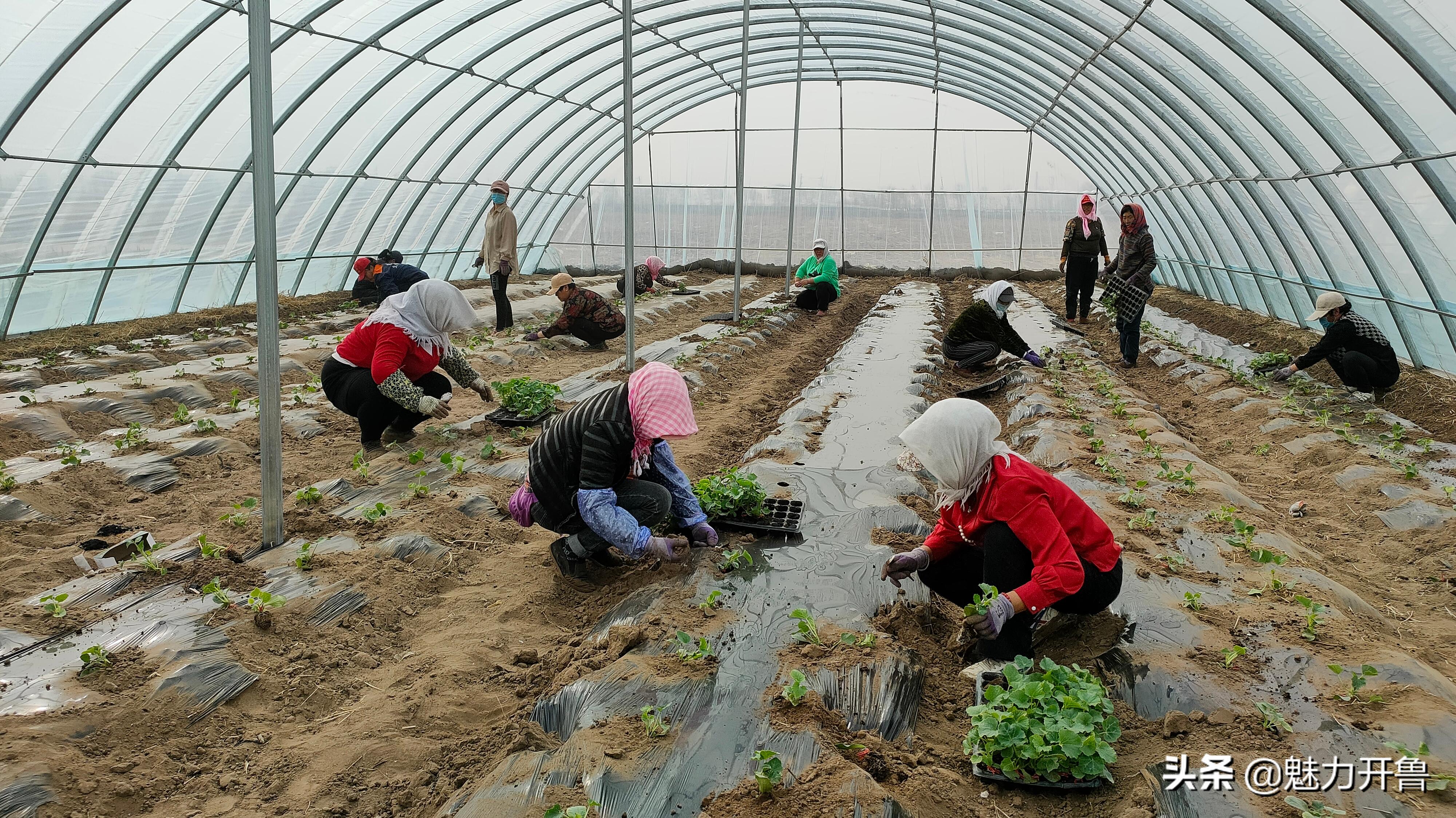 种植大棚小甜瓜走上脱贫致富路,内蒙古开鲁县双丰甜蜜香瓜种子