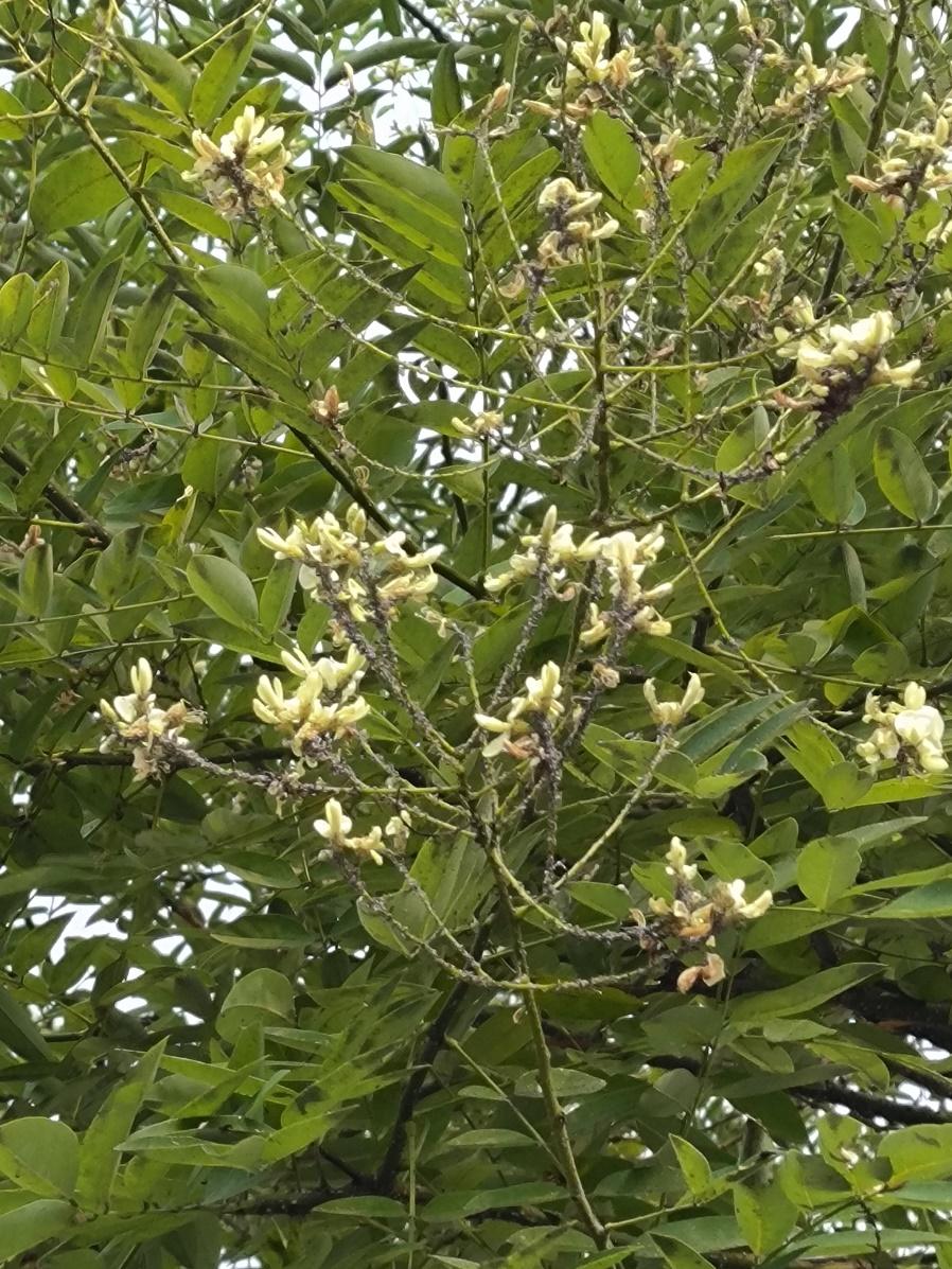 槐树的花吃了有毒吗,槐树花开花有毒吗