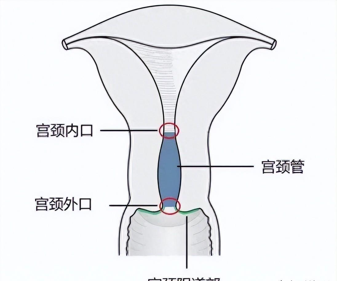 精子的生命力有多强大,精子的8大秘密