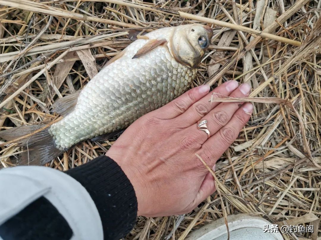 让鱼快速开口的三样东西,冬季钓鱼窝里有鱼星不开口怎么办