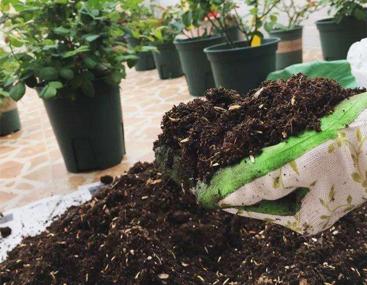 养花浇水你必须知道的浇水技巧,养花只浇水越养越不美