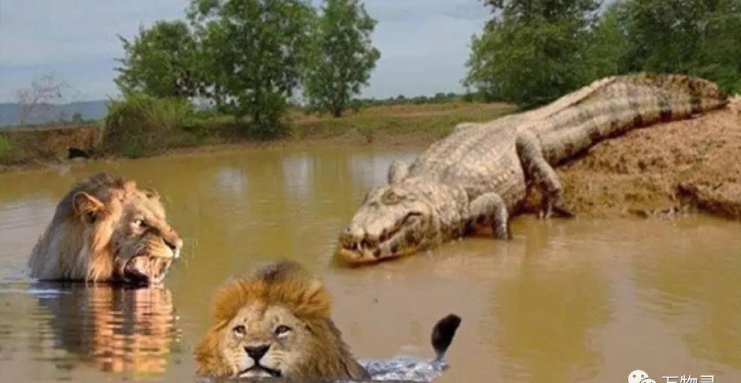 野性老虎vs鳄鱼,野性决斗
