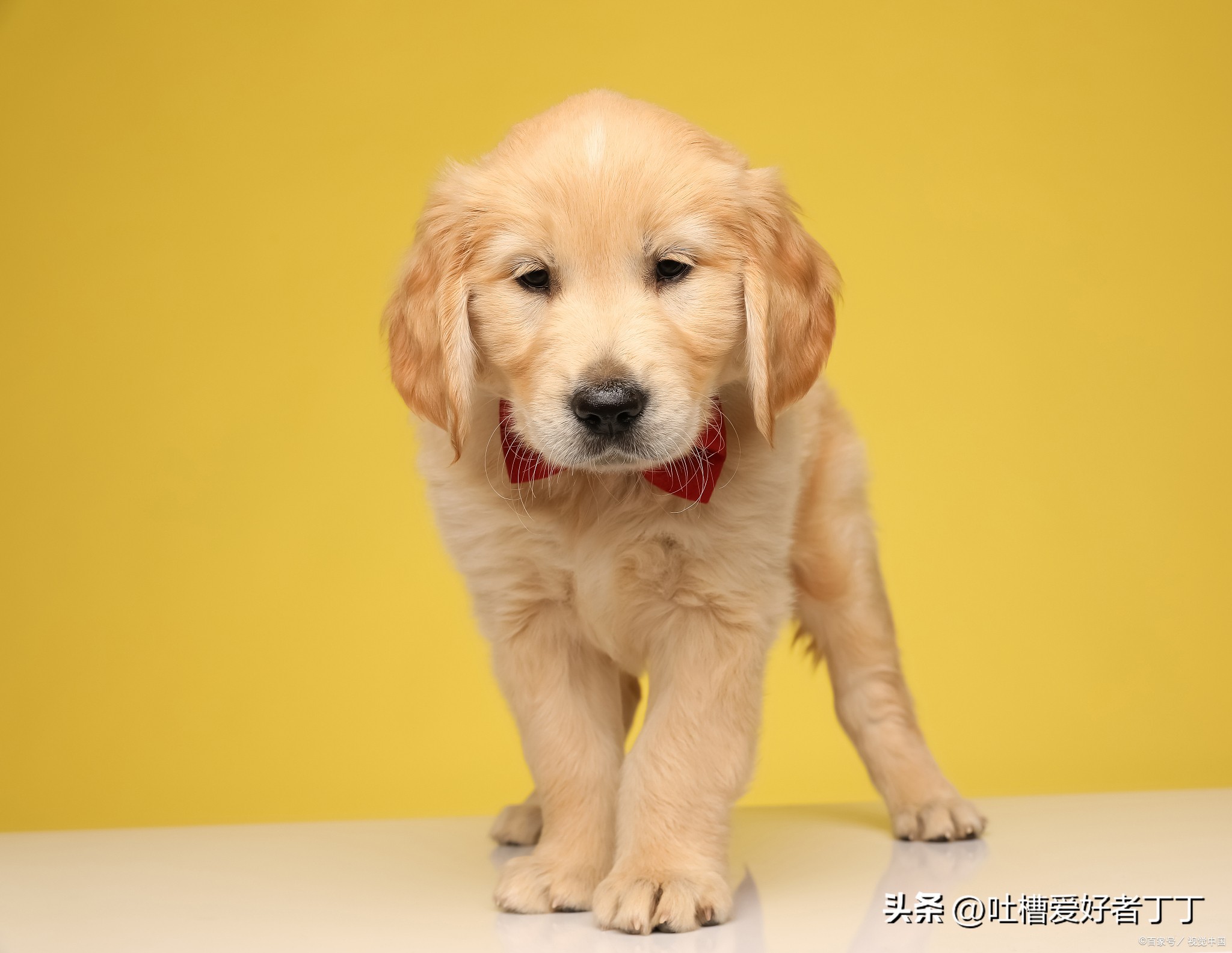 狗狗能不能喝野菜绿豆汤,熬的绿豆汤可以给狗狗喝吗